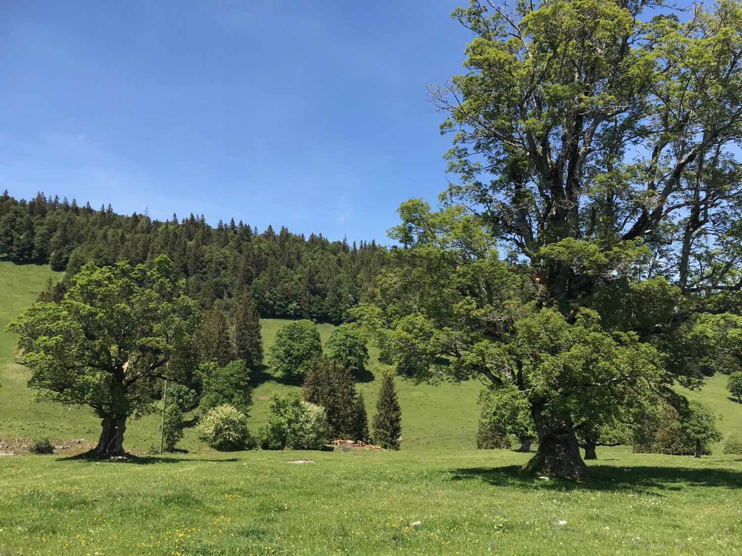 Bienne-Ruralis-2-1500×1125