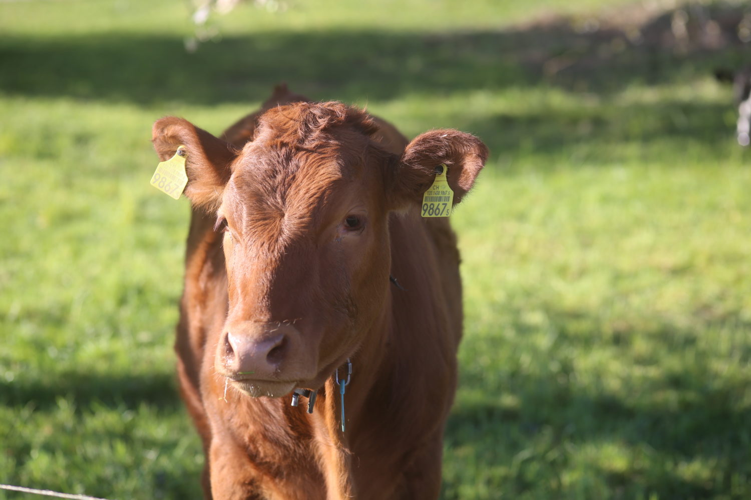 colombierVD111-1500×1000