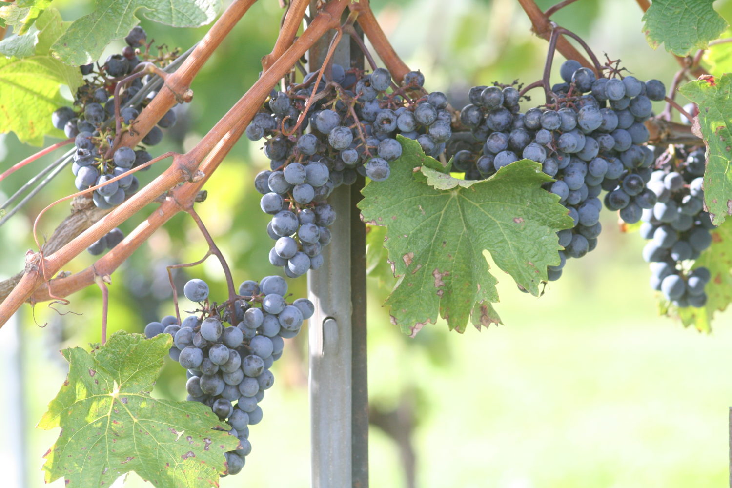 photoCB81-1500×1000