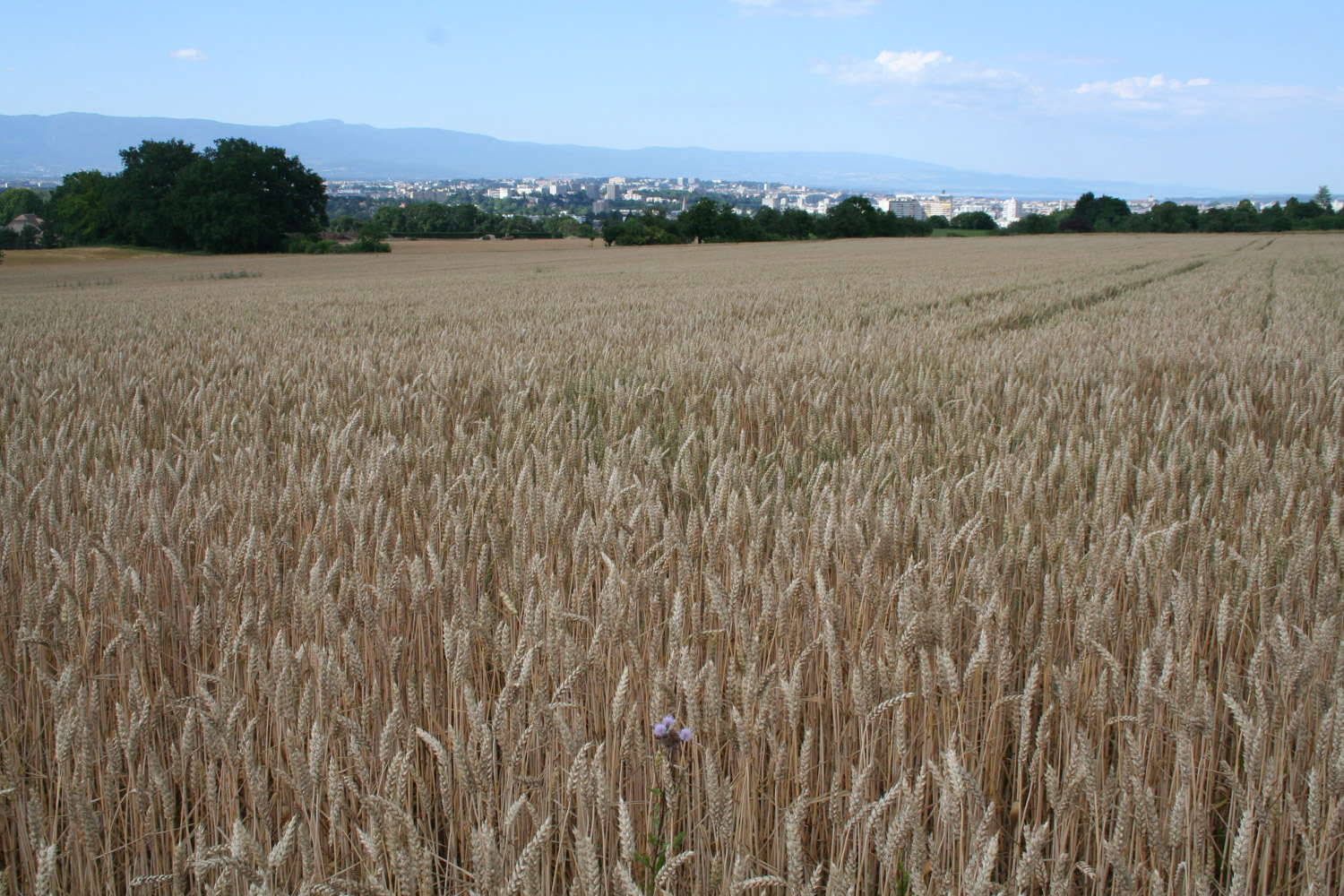 ruralis-agronomes-web-118