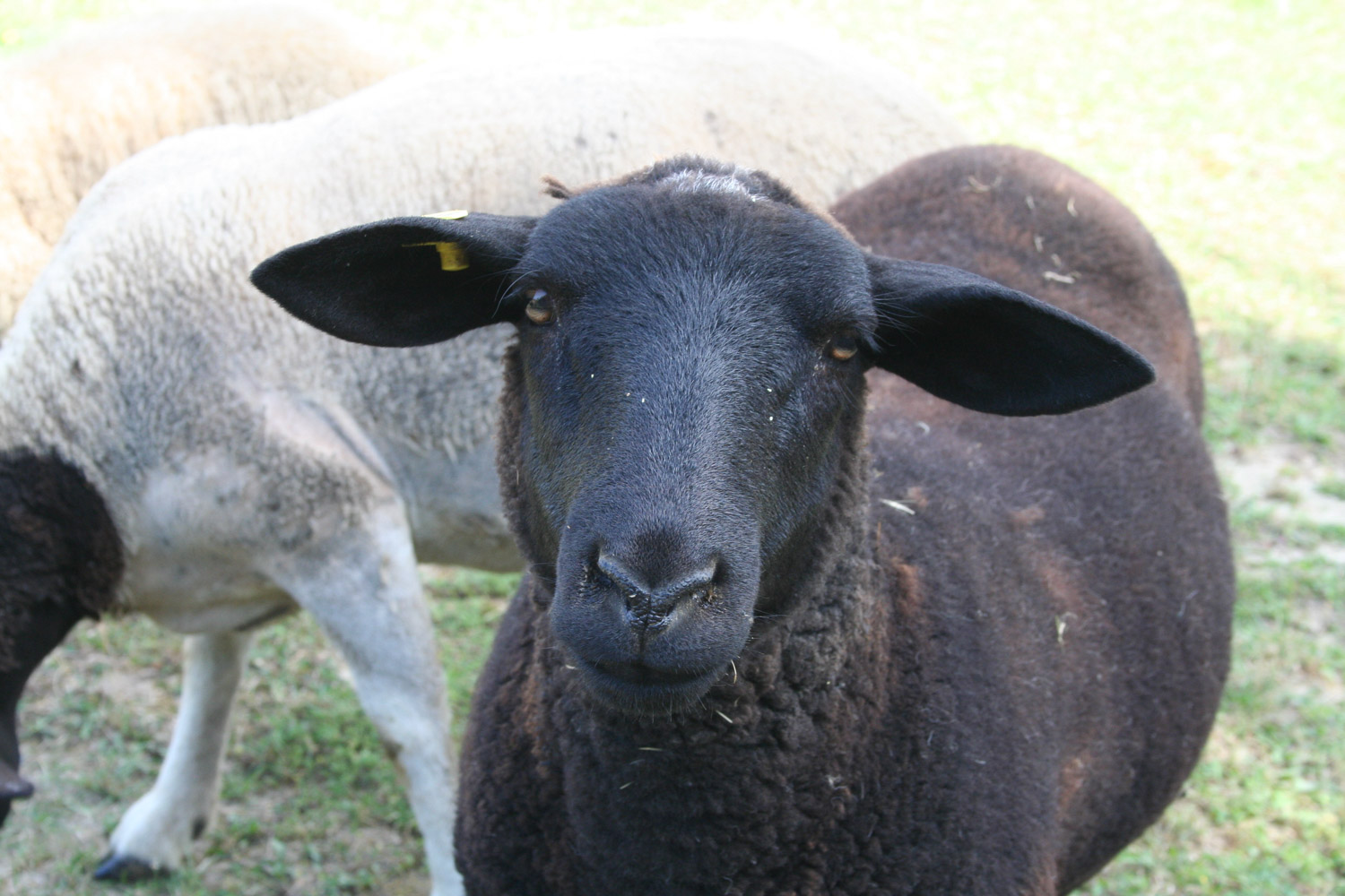 ruralis-agronomes-web-132