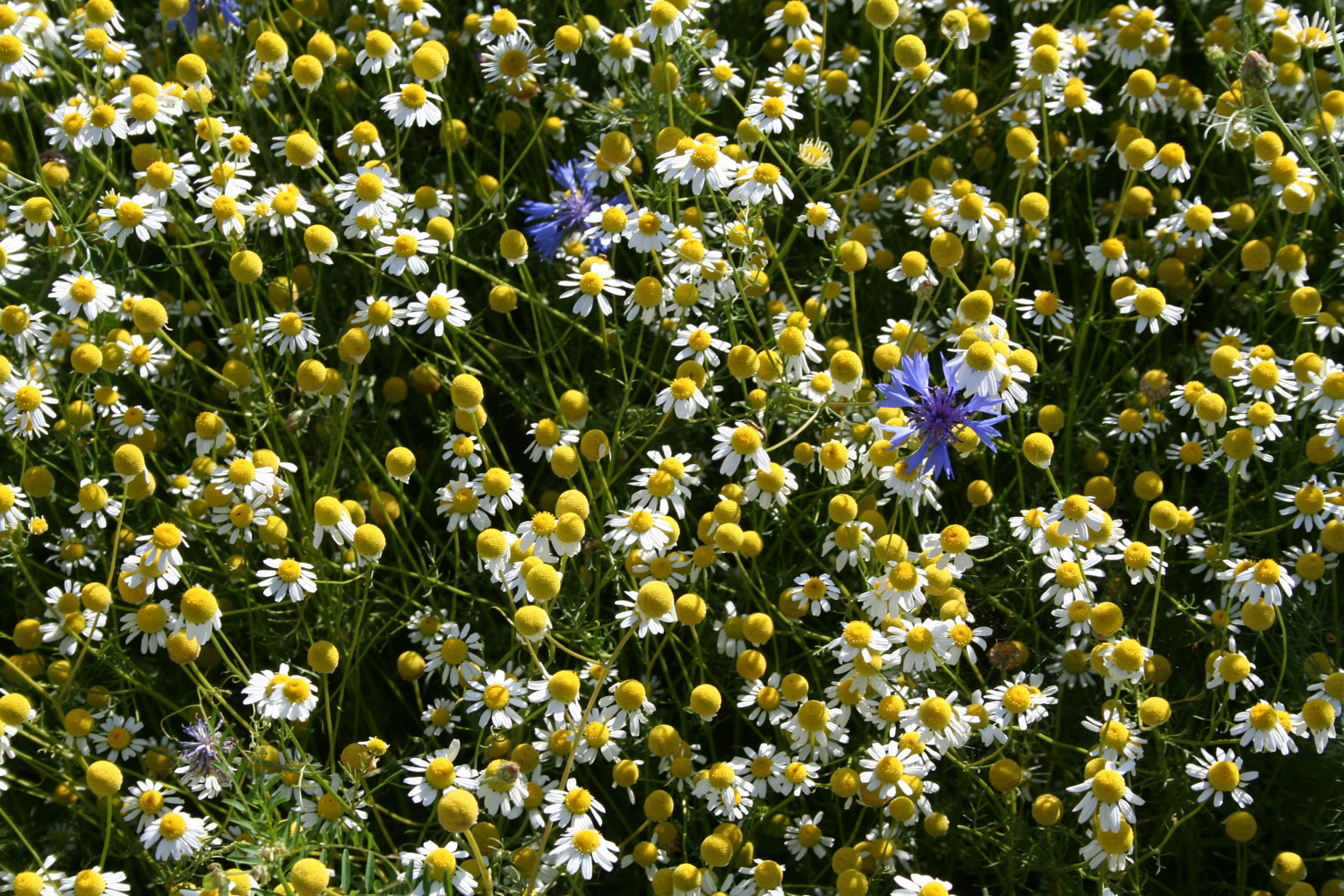 ruralis-agronomes-web-145