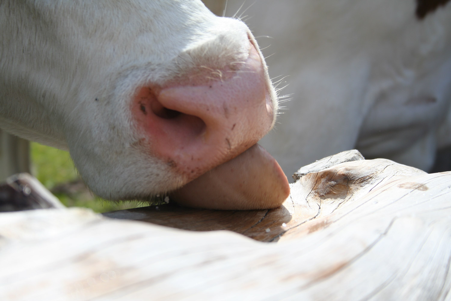 ruralis-agronomes-web-15