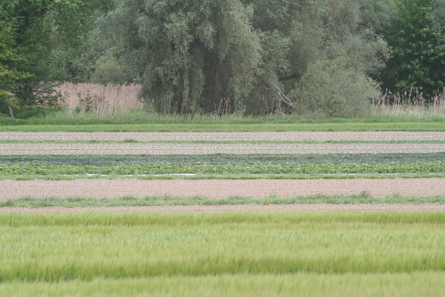 ruralis-agronomes-web-353