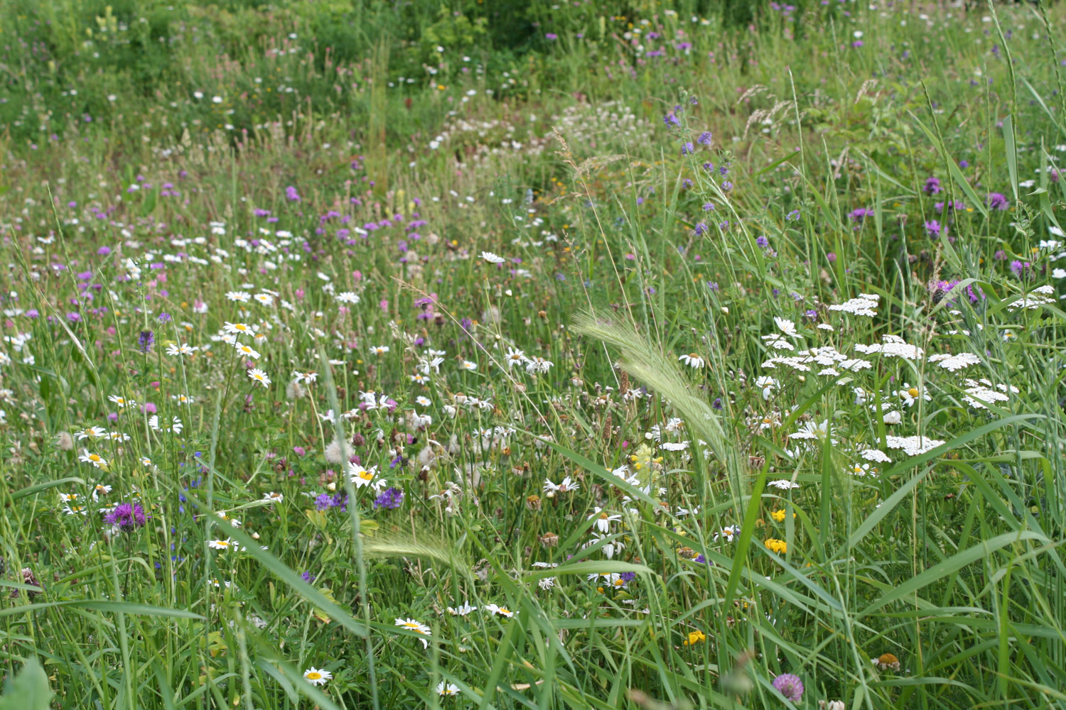 ruralis-agronomes-web-369