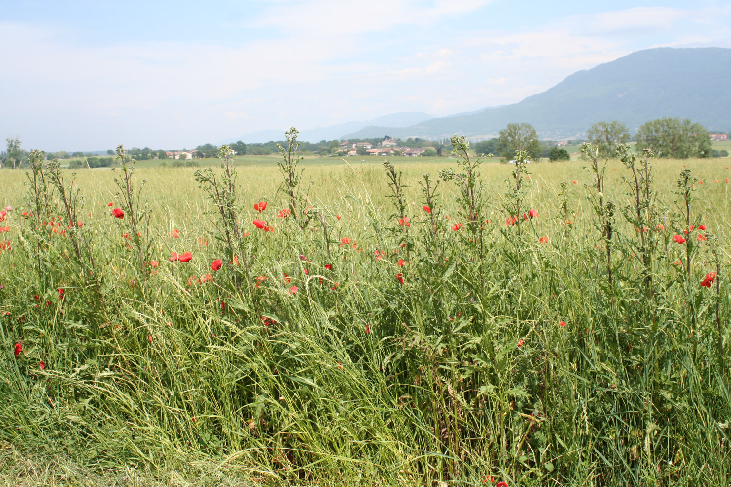 ruralis-agronomes-web-395