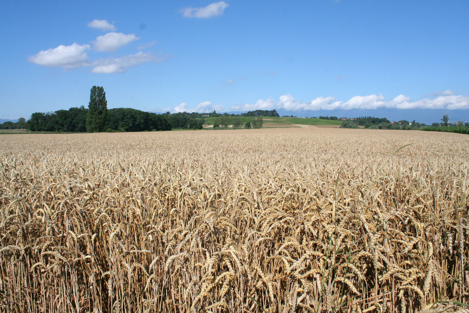 ruralis-agronomes-web-405