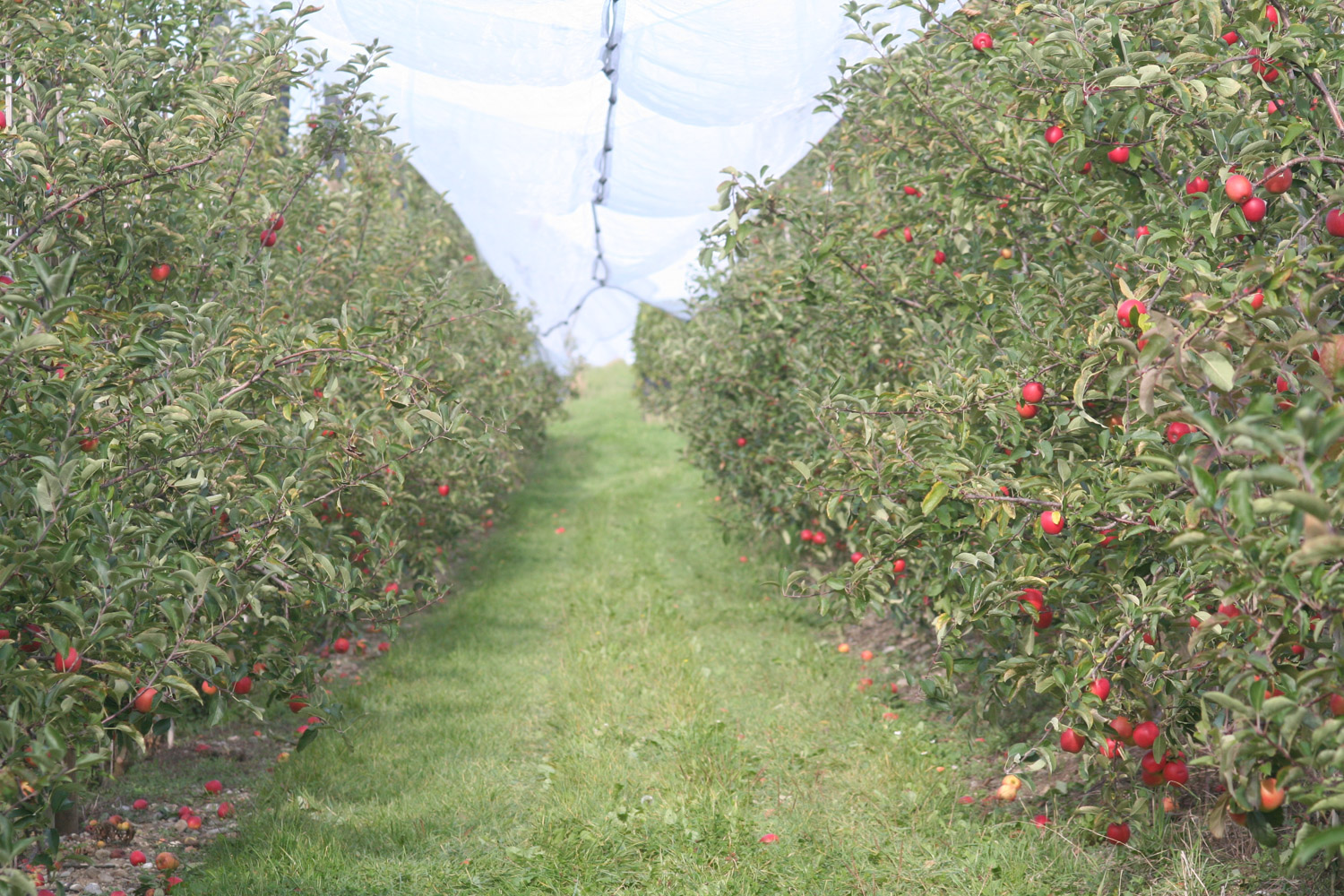 ruralis-agronomes-web-457