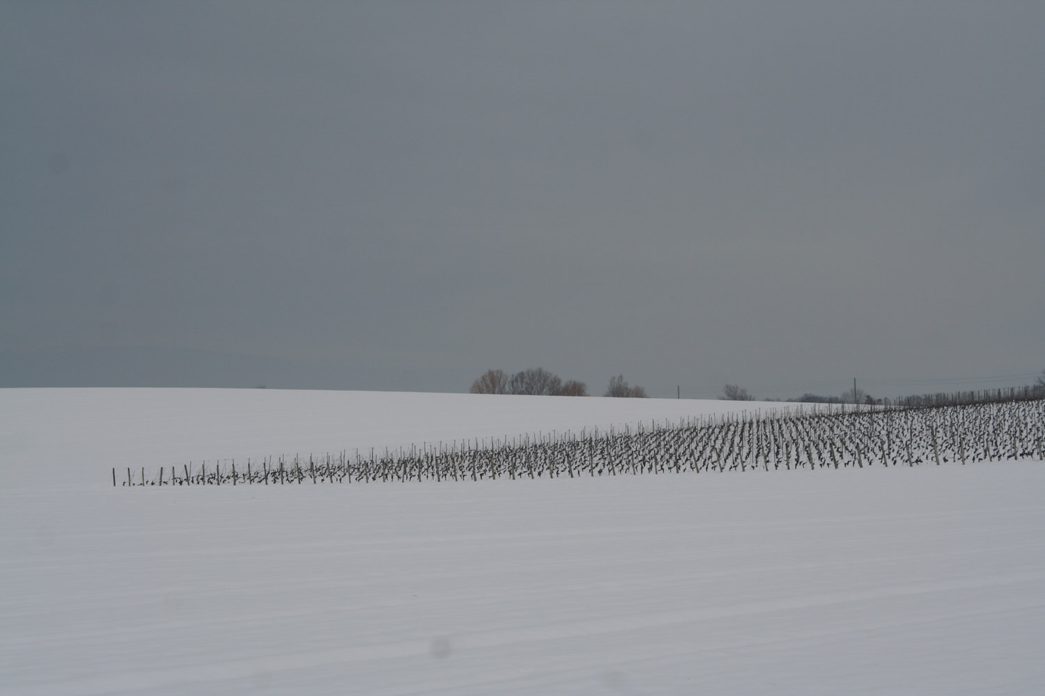 ruralis-agronomes-web-478