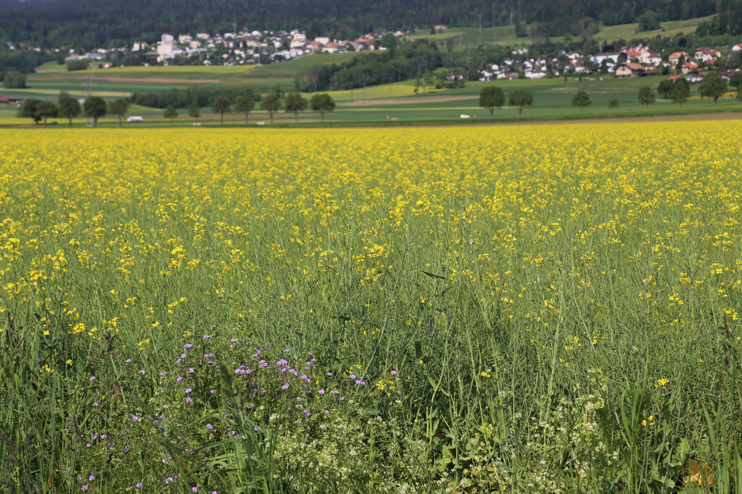 ruralis-agronomes-web-889