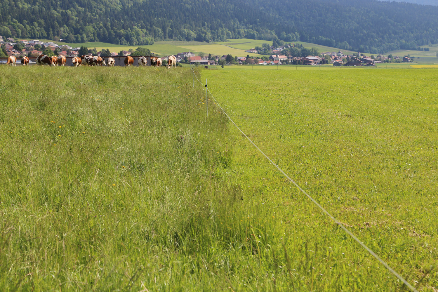 ruralis-agronomes-web-899