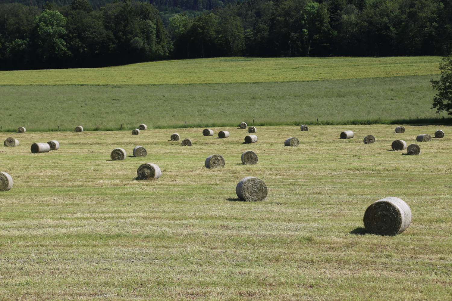 ruralis-agronomes-web-923