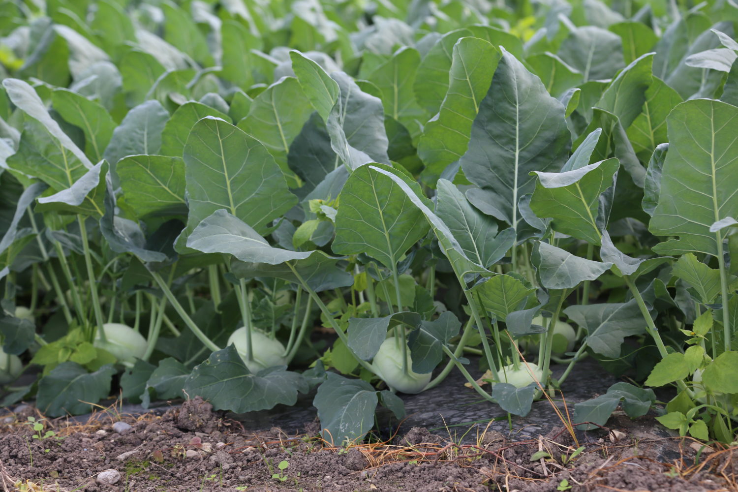 serre_156-1500×1000